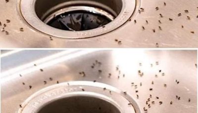 GNATS IN THE KITCHEN: 7 Tips to Get Rid of Them