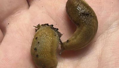If Slugs Keep Visiting Your House, Check This Immediately