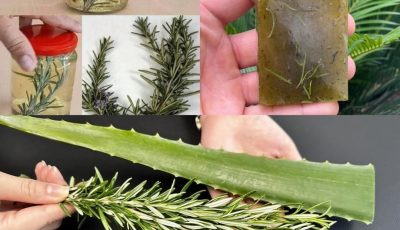 Unlock the Detoxifying Power of Aloe Vera