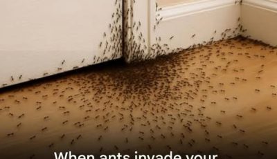 When ants invade your home, here’s what the Universe is trying to tell you