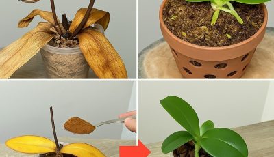 Sprinkle 1 spoon on dead orchid roots! Suddenly revived and blooms all year round