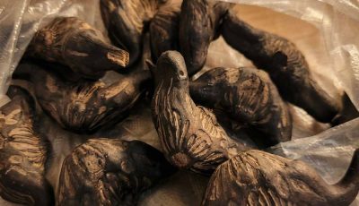 5 Signs You Should NOT Eat This Wild Forest Root