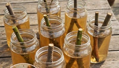 How to Grow Root Cuttings Naturally (With Simple Homemade Rooting Helpers)