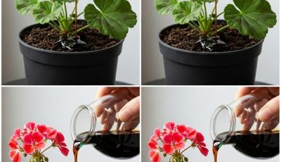 Do This and Your Geraniums Can Bloom Almost Continuously for Over a Year