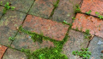 Vinegar Is a Gardener’s Cheat Code for Weed Control — Here’s Why