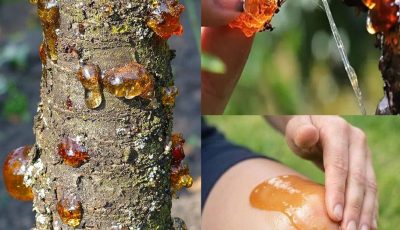 The Main Power of Peach Resin: Nature’s Forgotten Mineral-Rich Soother