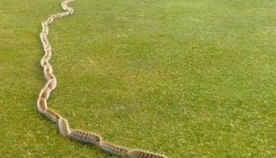 I Thought It Was a Rope… Then I Saw What Was Really Moving in My Garden