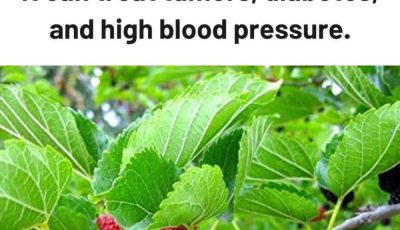 This plant is everywhere, but you had no idea it can treat tumors, diabetes, and high blood pressure