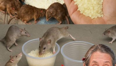 This will make the rats and roaches disappear in just one day…