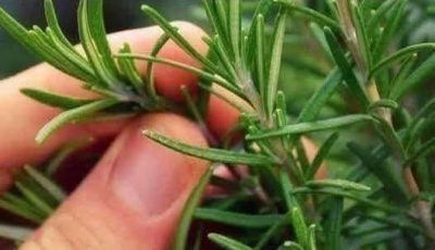The miracle plant that people ingest its power is called