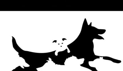 THE NUMBER OF DOGS YOU SEE REVEALS YOUR MENTAL AGE 🐶