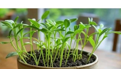You are doing it all wrong. Here’s how to plant a lemon in a cup & get your home smelling fresh