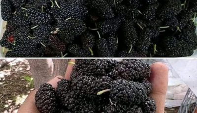 Mulberry Smoothie