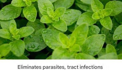 It is one of the most powerful plants in the world.