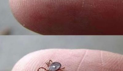If You Notice This Insect, Follow These Important Steps