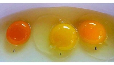 The color of the yolk depends on the origin of the egg