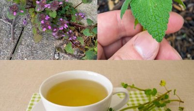 Purple Deadnettle (Lamium purpureum): A Hidden Gem of Medicinal and Practical Uses