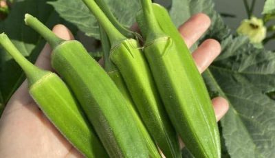 Doctors reveal that eating okra causes …