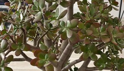 Many people grow the “money tree” at home. But here is what few people know about this plant.