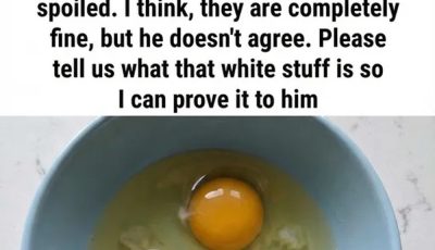 What Is the White Strand in Eggs? A Simple Explanation