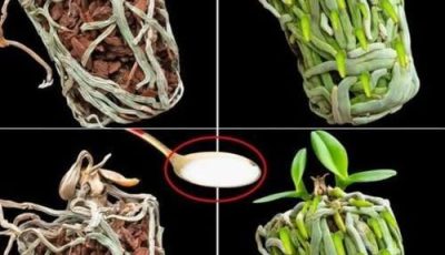 Just a spoon is enough and the dried orchid will fill the pot with new, green roots: