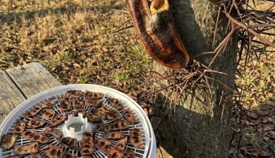 The Hidden Value of a Common Tree