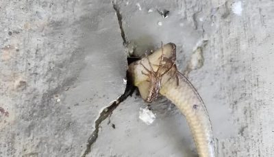 In the morning I went out onto the balcony and right in the wall I noticed something strange that was moving inside it: at that moment I was overcome with real horror, especially when I realized what it was