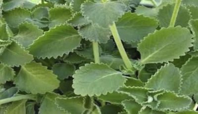 Doctors reveal that eating oregano causes …
