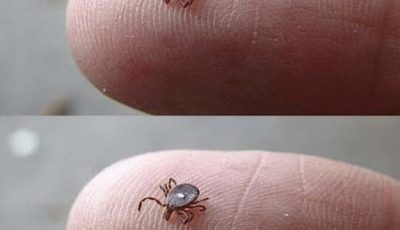 Does anyone know what this is? I found it crawling on my son’s leg after a walk in the woods. It looked like a tick… but that weird white spot really freaked me out. I’m kinda scared. Has anyone seen one like this before? Should I be worried? Check the 1st comment.