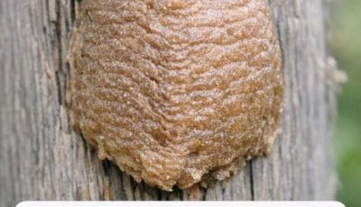 The “Foam” Mystery: What You’re Looking At