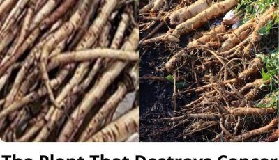 The Powerful Plant That May Support Cancer Treatment: A Closer Look at the Benefits of the Greater Burdock Root