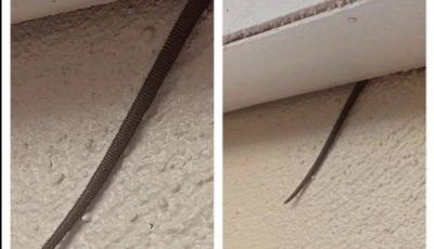 Spotted this sticking out from my ceiling — what is it? 👀 See it in the comments 👇