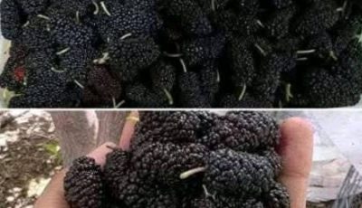 Have you ever tasted it? Do you know what it’s called? This seasonal fruit now improves eyesight and regulates blood pressure, but it should be eaten like this