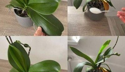 Orchids: Just 1 tablespoon and they will bloom non-stop – a powerful fertilizer
