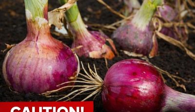 Doctors reveal that eating onion causes…