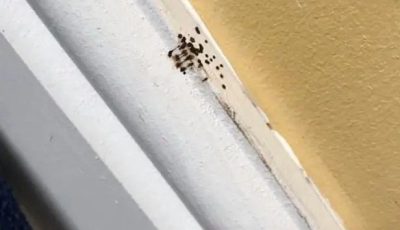 If You Spot These Mysterious Black Dots in Your Kitchen, You Had Better Know What They Mean