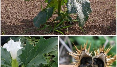 The Datura Genus: Why You Should Keep Your Distance from These Toxic Plants