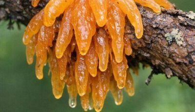 Digging in the garden and found this gelatinous orange blob on my juniper tree. It looks like an alien organism. Any ideas?