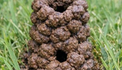 Noticed this tower of mud balls in the middle of my lawn this morning. It’s about 4 inches high with a hole in the center. What made this?
