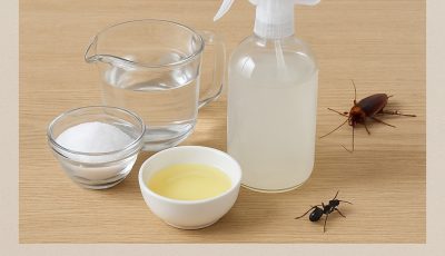Homemade Cockroach & Ant Killer That Actually Works