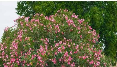 Nerium Oleander: Beauty with a Deadly Secret