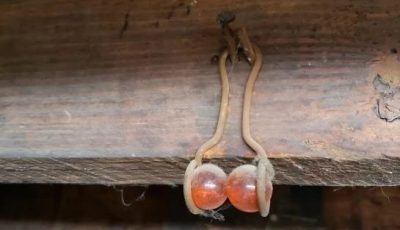 I found this hanging from the basement rafters of my 100 year old house. It appears to be two marbles or something similar in a hanger of some sort. Any one have a clue what this could be?” Flrst c.o.m.m.e.n.t.