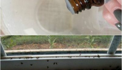A Few Drops and Not a Single Fly Left in the House: After Two Months of Struggle, They Disappeared in 1 Minute