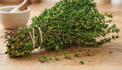 Oregano Oil