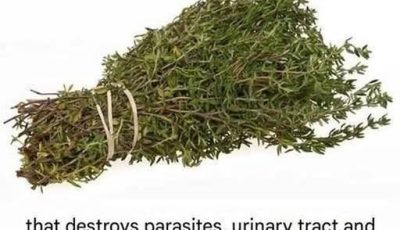 THE MOST POTENT HERB THAT DESTROYS PARASITES, URINARY TRACT & BLADDER INFECTIONS, HERPES, AND FLU VIRUSES