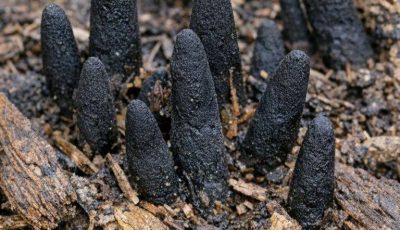 Stumbled across these black, finger-like things poking out of the mulch in my backyard. They are hard and creepy. Does anyone know what this is?