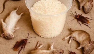 Eliminate Rats and Cockroaches Naturally Using