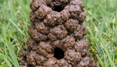 Noticed this tower of mud balls in the middle of my lawn this morning. It’s about 4 inches high with a hole in the center. What made this?
