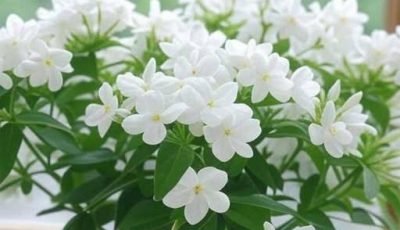 Houseplants That Will Make Your Home Smell Incredible