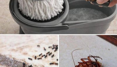 Clean your floor with these essential oils to keep ants and cockroaches away forever.